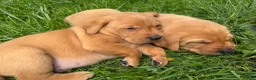 Labrador Retriever dogs for sale: FOX RED LABRADOR PUPPIES PARENTS HEALTH TESTED in Chepstow - Advert 13