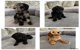 Cockapoo dogs for sale: ONLY 4 BEAUTY’S LEFT 🐶🐶🐶🐶 - Image 1
