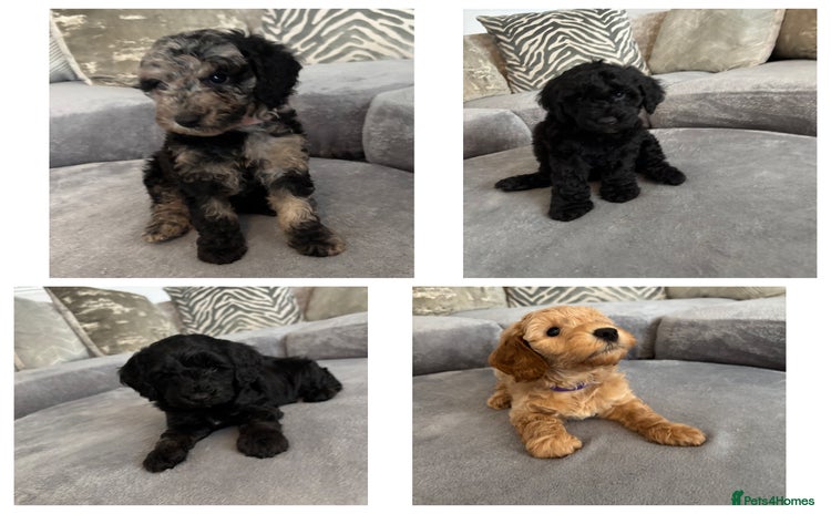 Cockapoo dogs - Advert 1