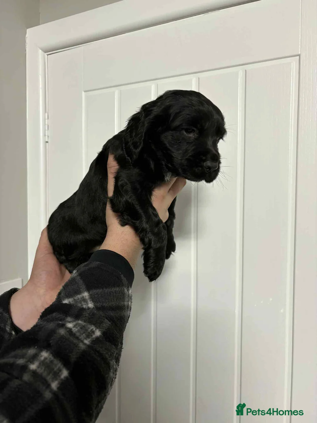 Sprocker dogs for sale: 7 Sprocker spaniels - Advert 21