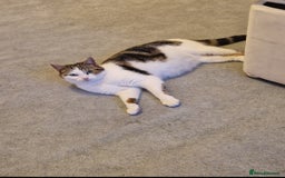 Mixed Breed cats for sale: Stunning kittens  - Image 2