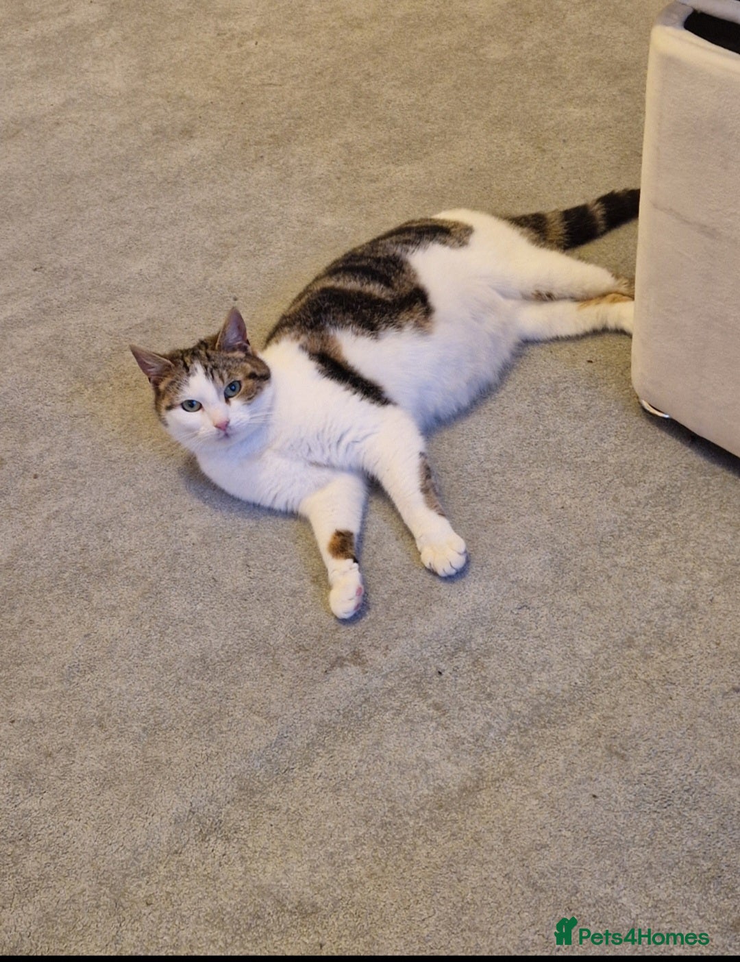 Mixed Breed cats for sale: Stunning kittens  - Image 2