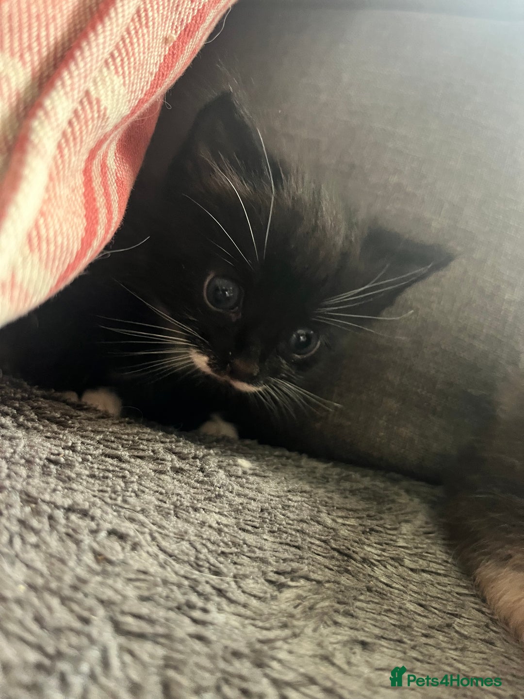 Mixed Breed cats for sale: Last two boys left! - Image 7