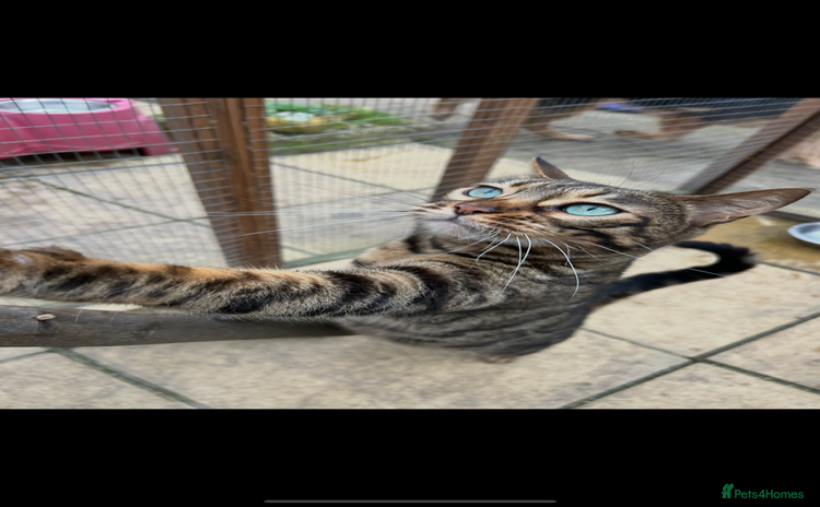 Bengal cats - Advert 4