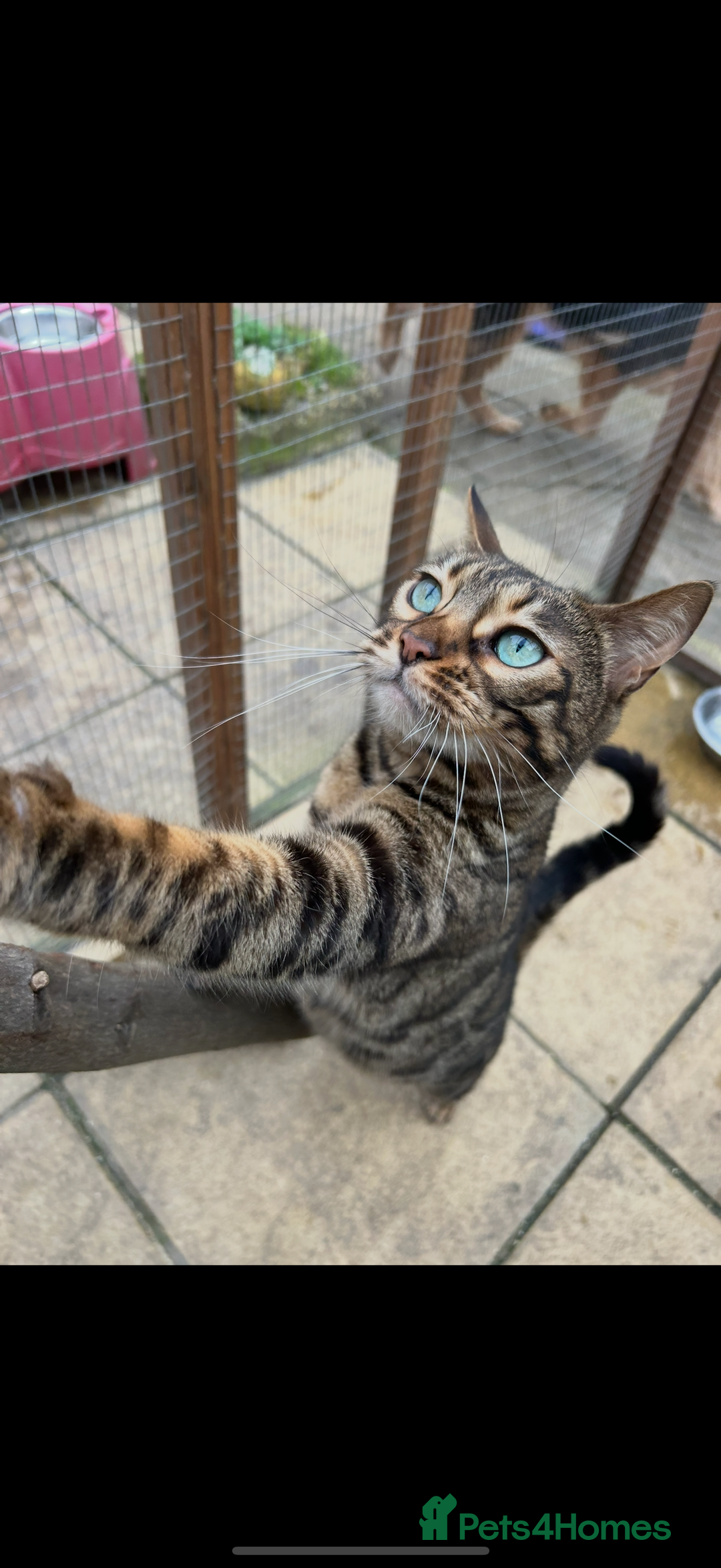 Bengal cats for sale: Stunning female tica reg Bengal  - Image 1