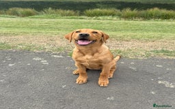 Labrador Retriever dogs for sale: Labrador Girl Puppy  - Image 2