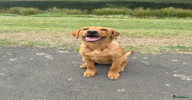 Labrador Retriever dogs - Advert 7