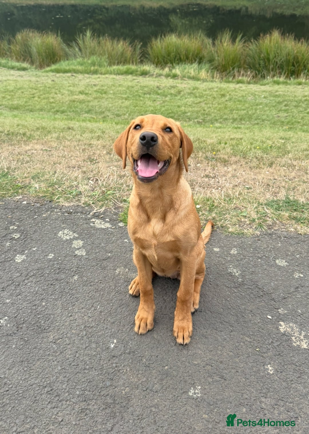 Labrador Retriever dogs for sale: Labrador Girl Puppy  - Image 2