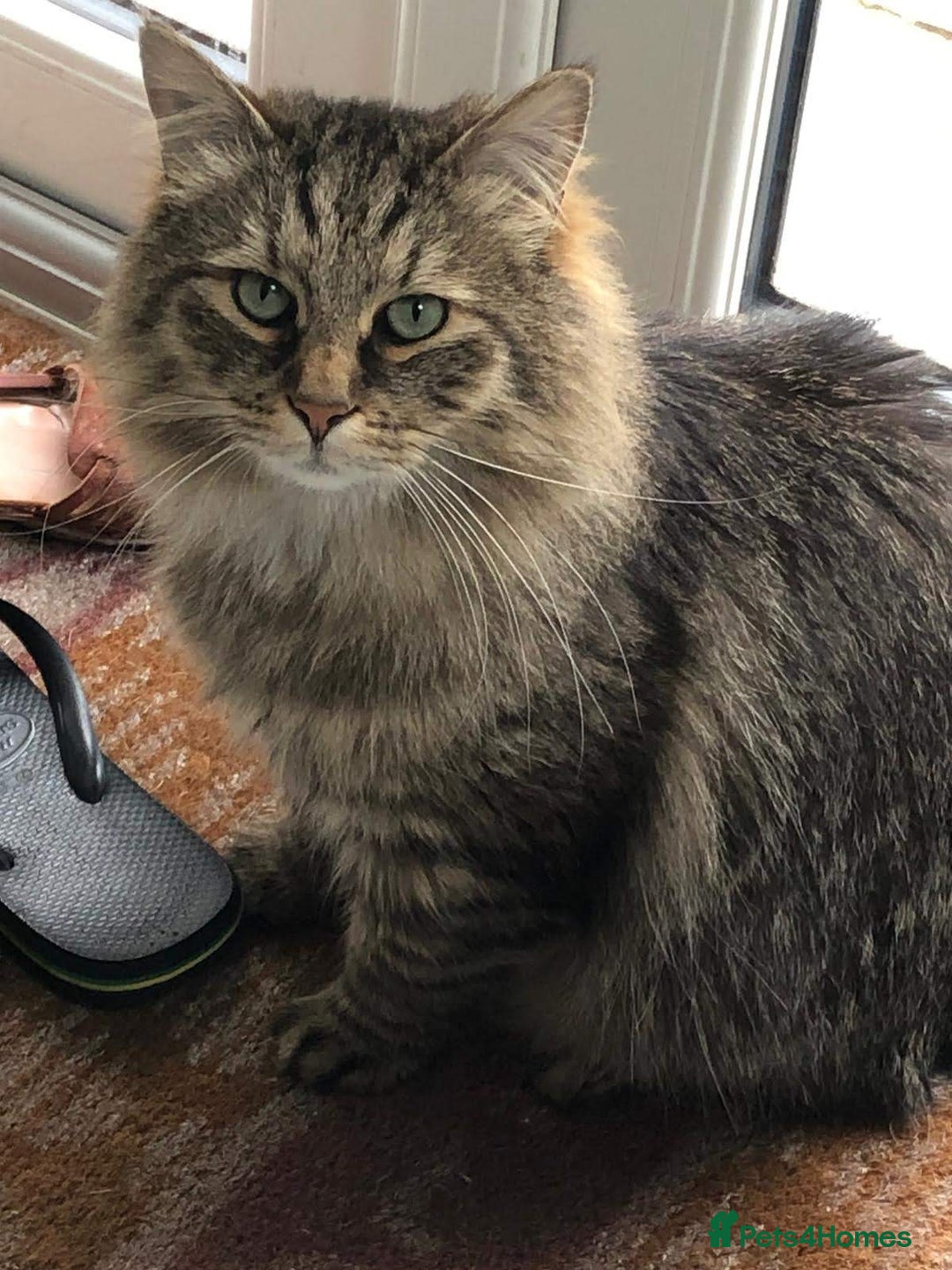 Siberian cats for sale: Siberian cat for sale - Advert 8