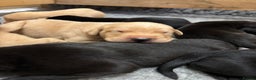 Labrador Retriever dogs for sale: Beautiful yellow & black Labrador pups (KC Reg) - Advert 6