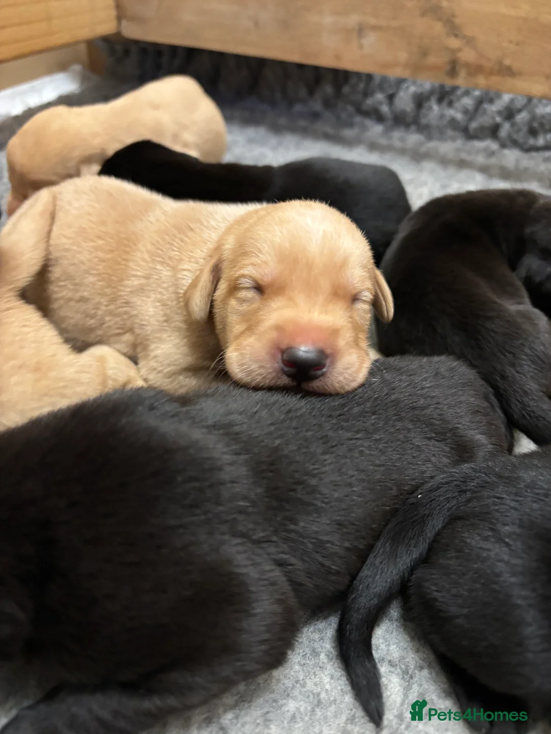 Labrador Retriever dogs for sale: Ready now! Beautiful Labrador pups (KC Reg) - Advert 24