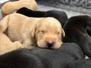 Labrador Retriever dogs Beautiful yellow & black Labrador pups (KC Reg) - Advert 3