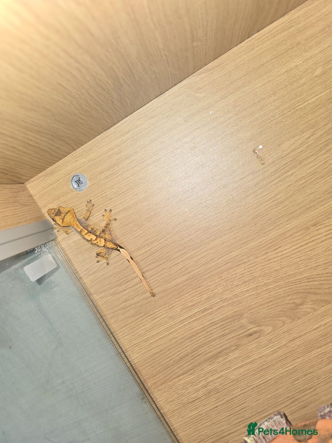 Gecko reptiles for sale: Harlequin crested gecko - Advert 4