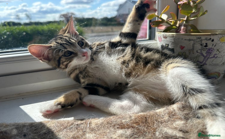 Bengal cats in Aylesbury - Advert 2