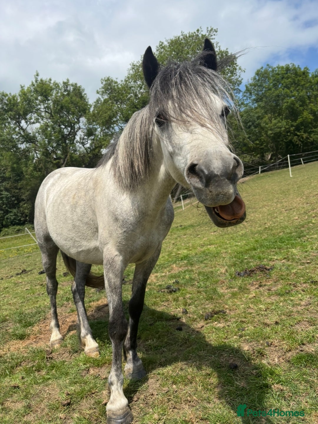 Welsh Section A horses for sale: 7 year old Welsh Part Bred - Image 4
