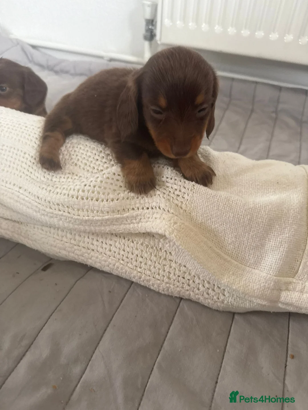 Miniature Dachshund dogs for sale: minature long haired dachshund puppies available  - Advert 6
