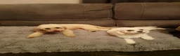 Mixed Breed dogs for sale: Cavapoochon puppies with 5 weeks free insurance  - Advert 23