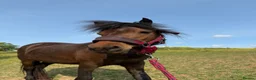 Dartmoor horses for sale: Perfect summer project in Wadebridge - Advert 4