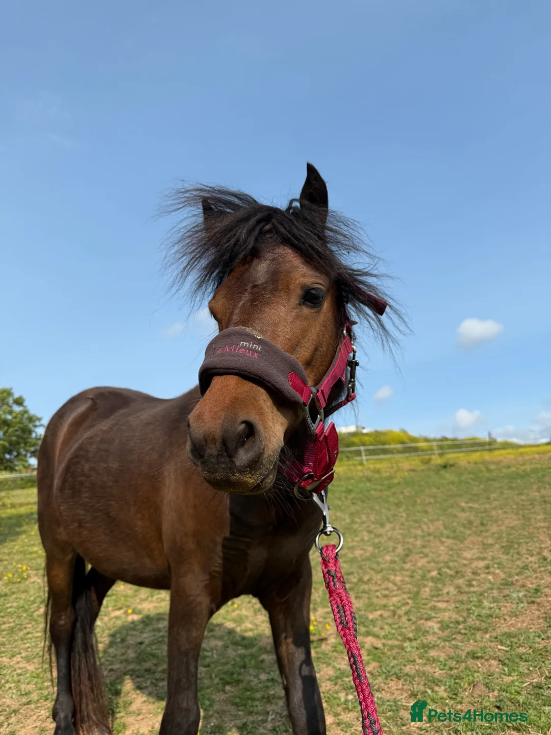 Dartmoor horses for sale: Perfect summer project in Wadebridge - Advert 4