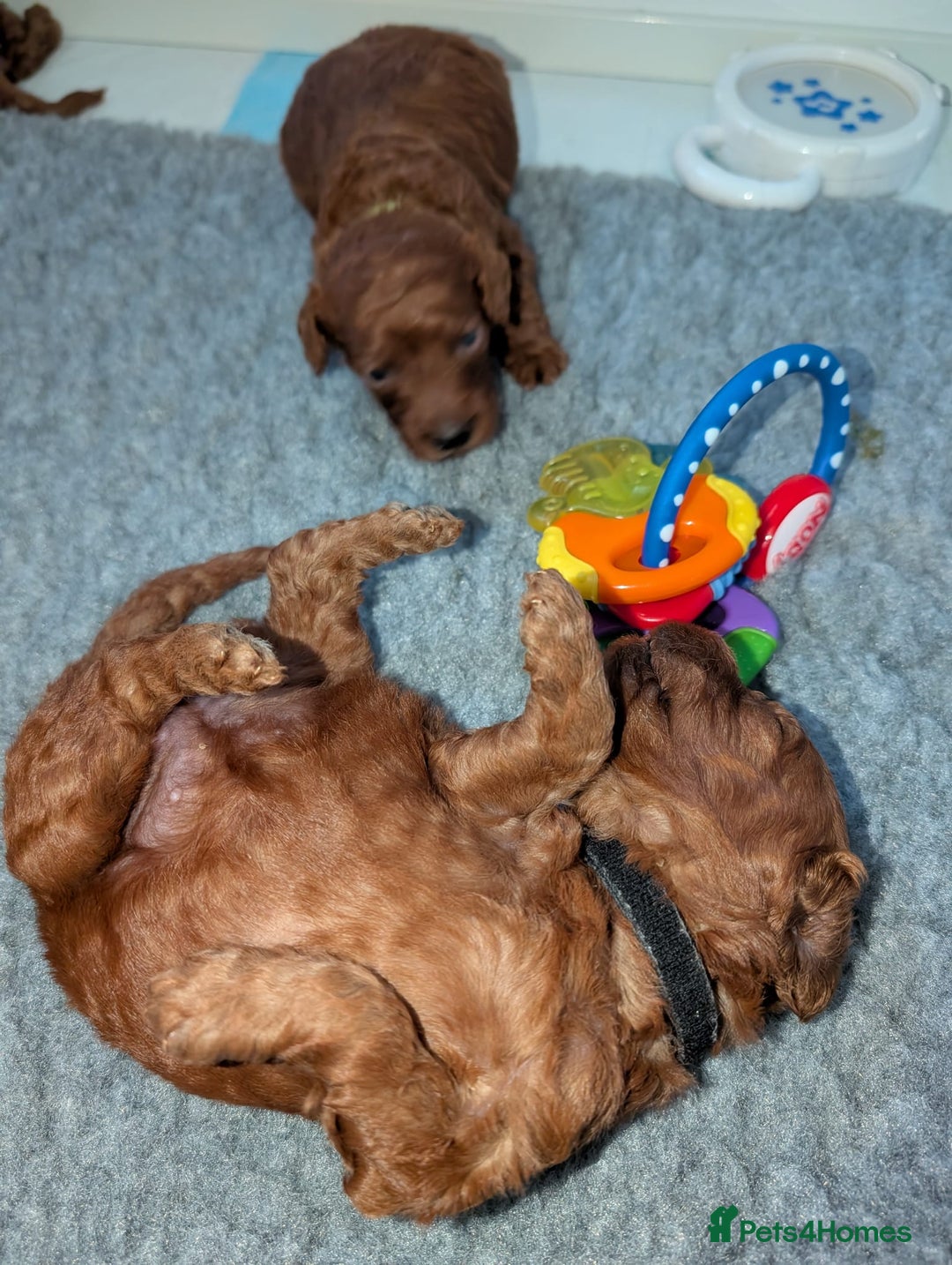 Miniature Poodle dogs for sale: Stunning red miniature poodle - Advert 13