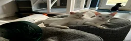 Mixed Breed cats for sale: Ready for Their Forever Homes 🐾 - Advert 4