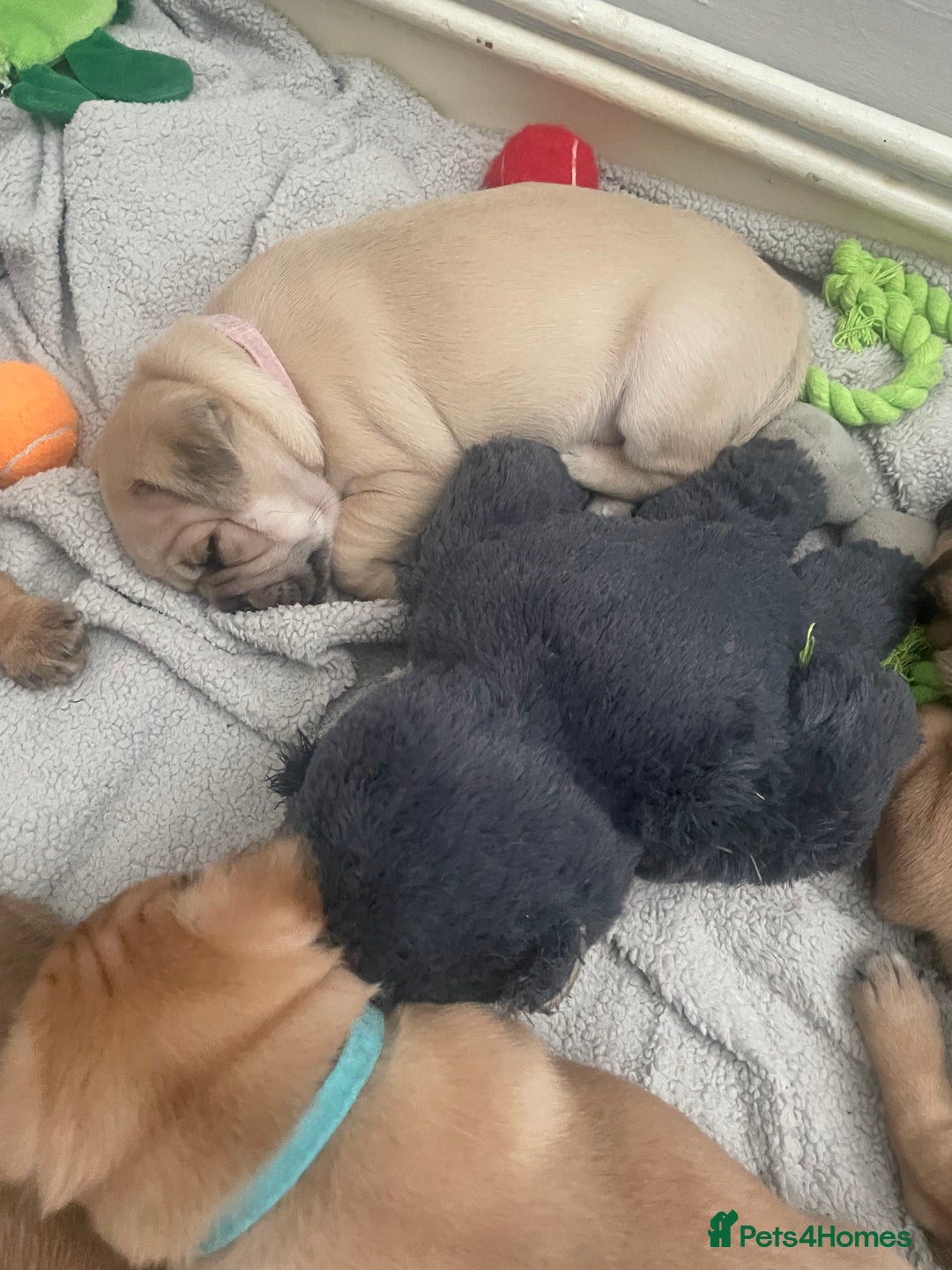 Jug dogs for sale: Jug puppies for sale 4 boys 2 girls 5 weeks old - Advert 7