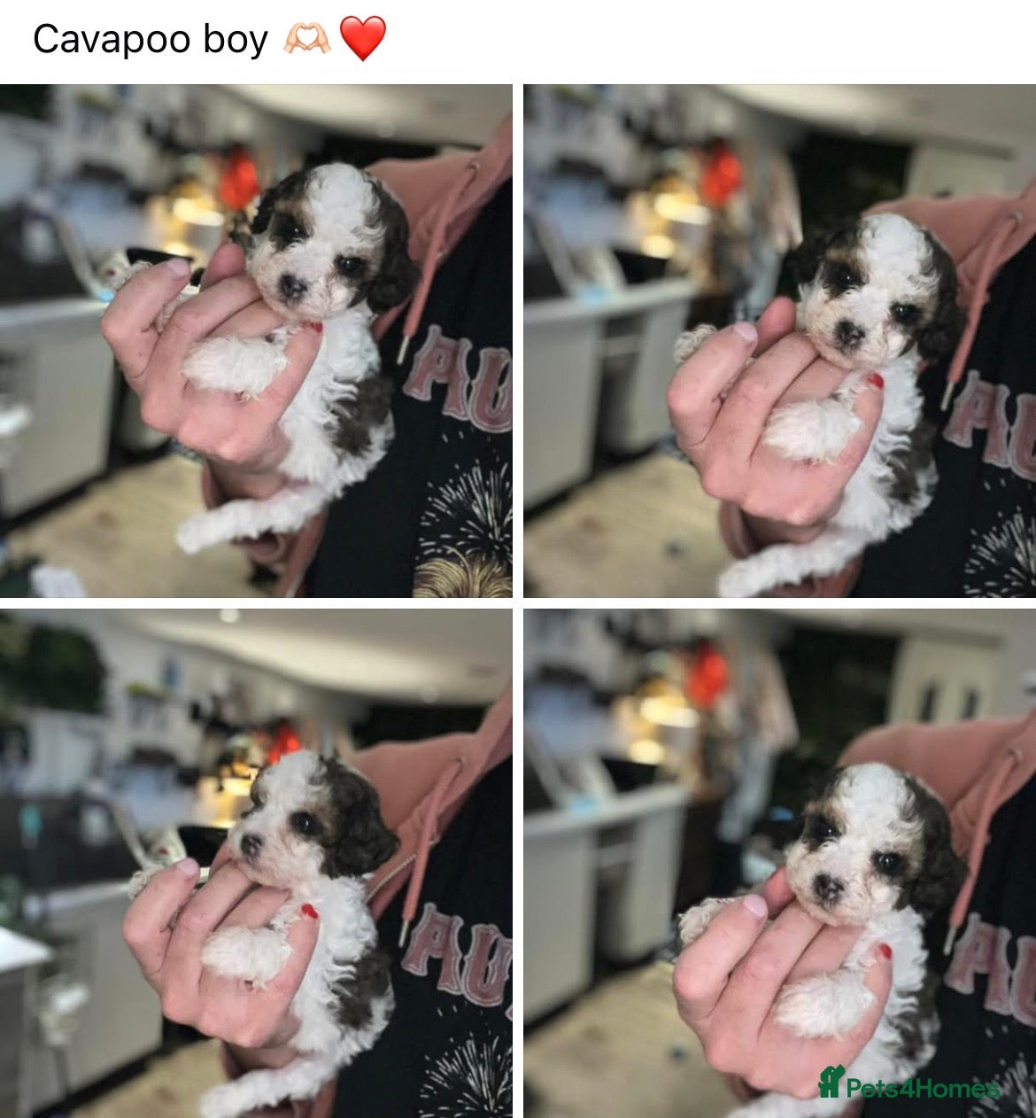 Cavapoo dogs 5 star rated ⭐️⭐️⭐️⭐️⭐️ TOY cavapoo puppies  - Advert 1