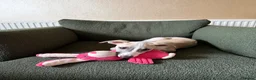 Whippet dogs for sale: Sweet Flo is ready to go! in Redhill - Advert 4