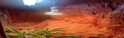 Bearded Dragon reptiles for sale: Bearded Dragon with Setup - Advert 4