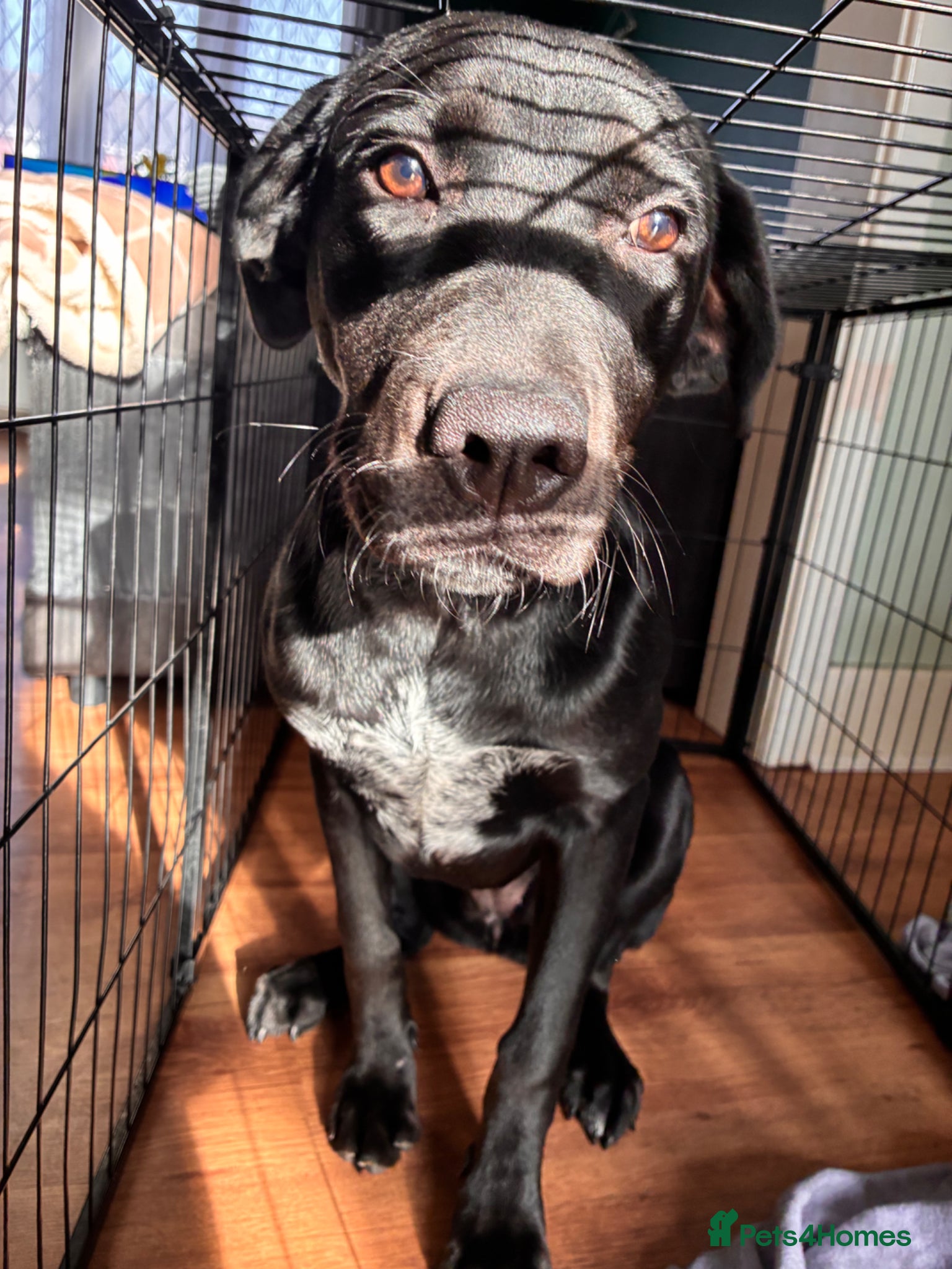 Mixed Breed dogs Beautiful 7-month-old puppy need a loving new home - Advert 1