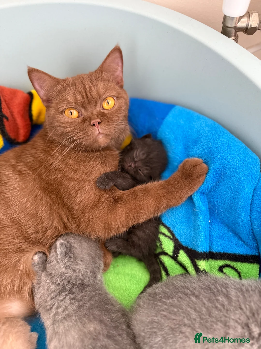 British Shorthair cats for sale: Beautiful Litter - Advert 1