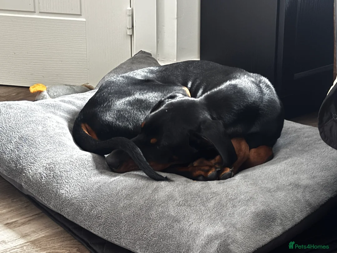 Dobermann dogs for sale: Fully Trained, KC registered Doberman - Advert 8