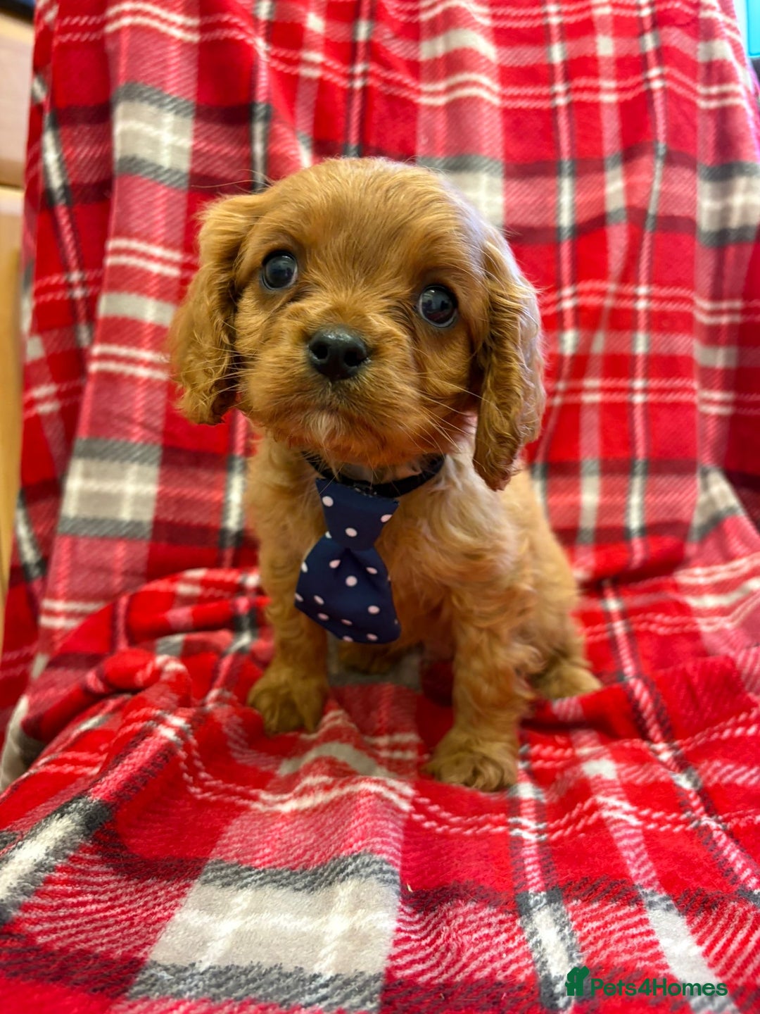 Cavalier King Charles Spaniel dogs for sale: Beautiful Cavalier King Charles babies ❤️ - Advert 23