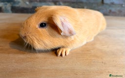Guinea Pig rodents for sale: Beautiful Purebred Buff Guinea Pigs - Advert 5