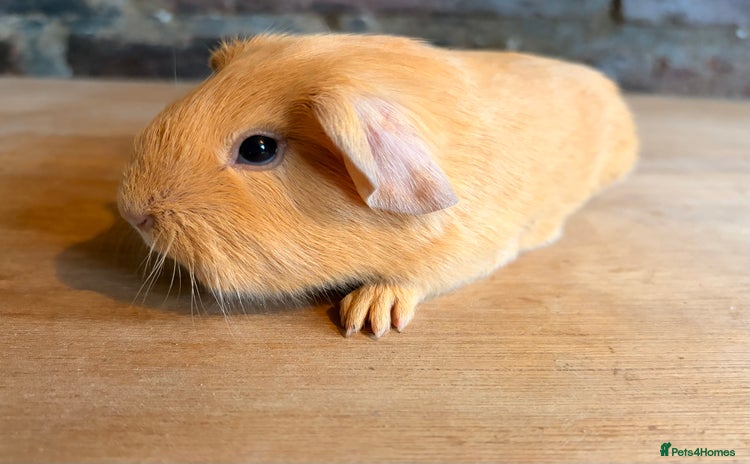Guinea Pig rodents Beautiful Purebred Buff Guinea Pigs - Advert 6