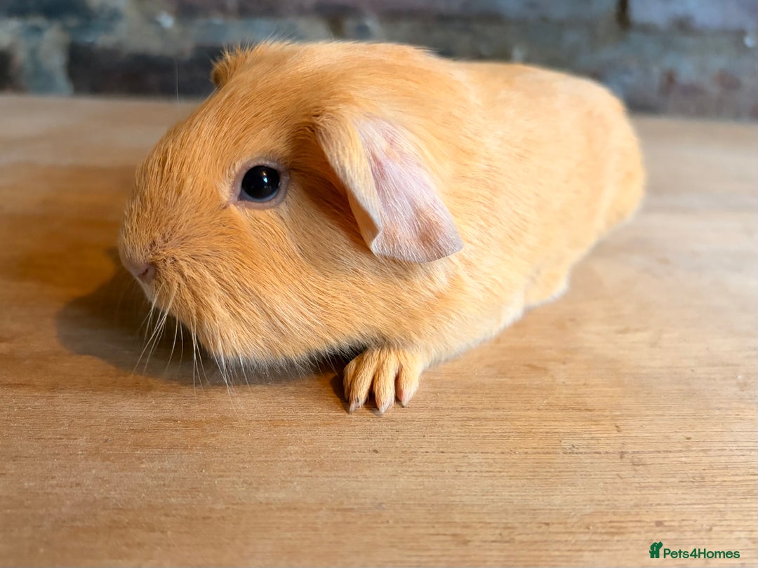 Guinea Pig rodents for sale: Beautiful Purebred Buff Guinea Pigs - Advert 5