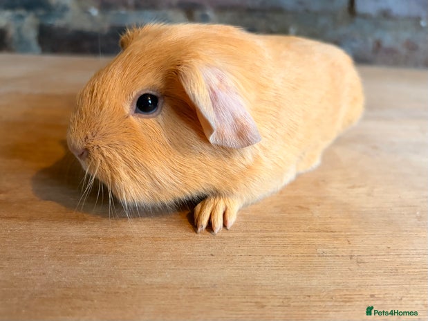 Guinea Pig rodents Beautiful Purebred Buff Guinea Pigs - Advert 6