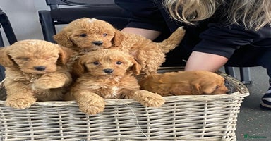 Cavapoo dogs - Advert 5