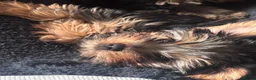 Yorkshire Terrier dogs for sale: Miniature yorkie 3 girls dad champion bloodline  - Advert 4