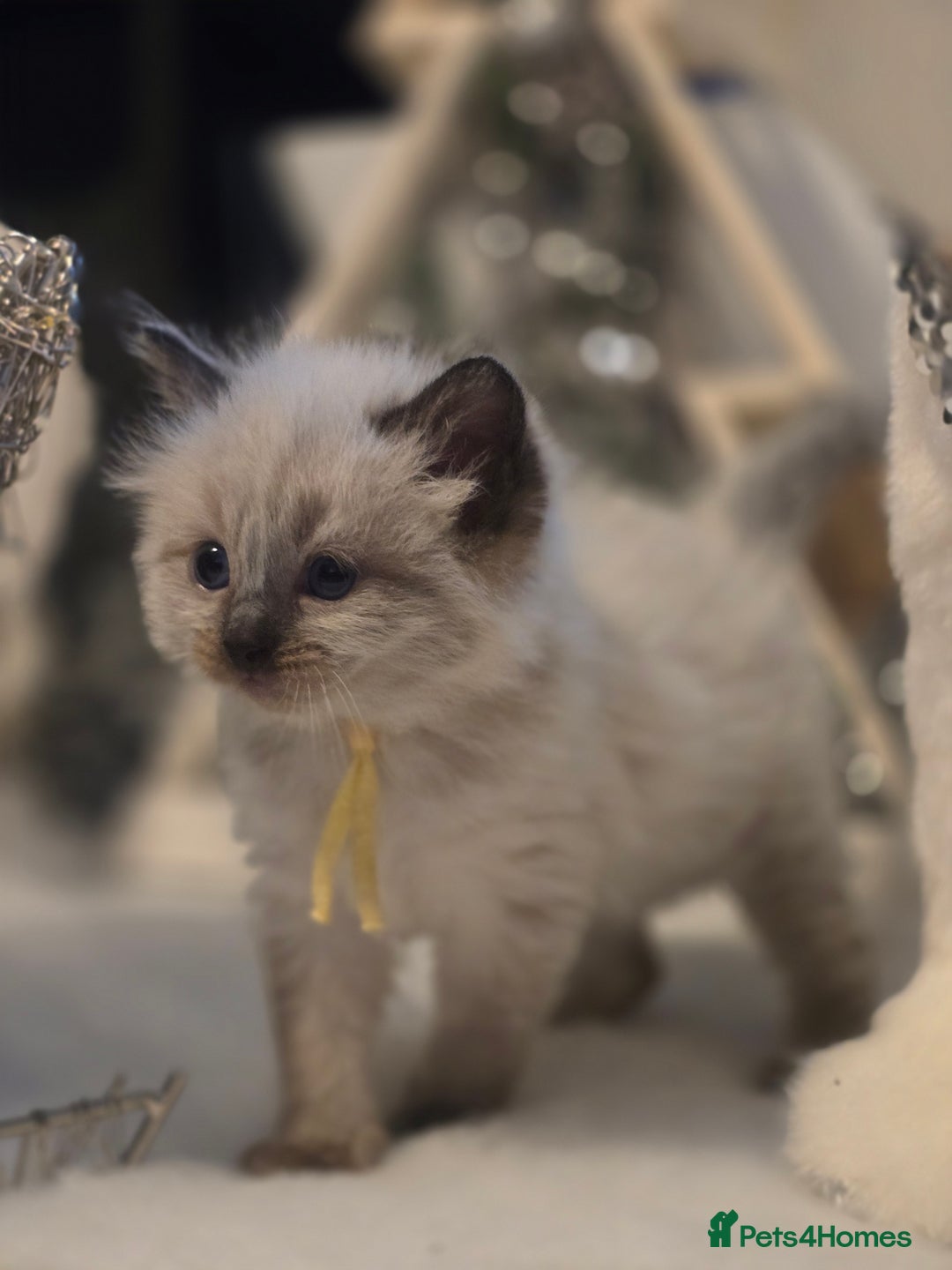 Ragdoll cats for sale: Precious GOOF Registered Ragdoll Kittens - 3 Girls - Advert 10