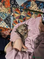 Chipoo dogs Non shed, health tested chipoos - Advert 3