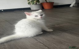 British Longhair cats for sale: British - Image 2