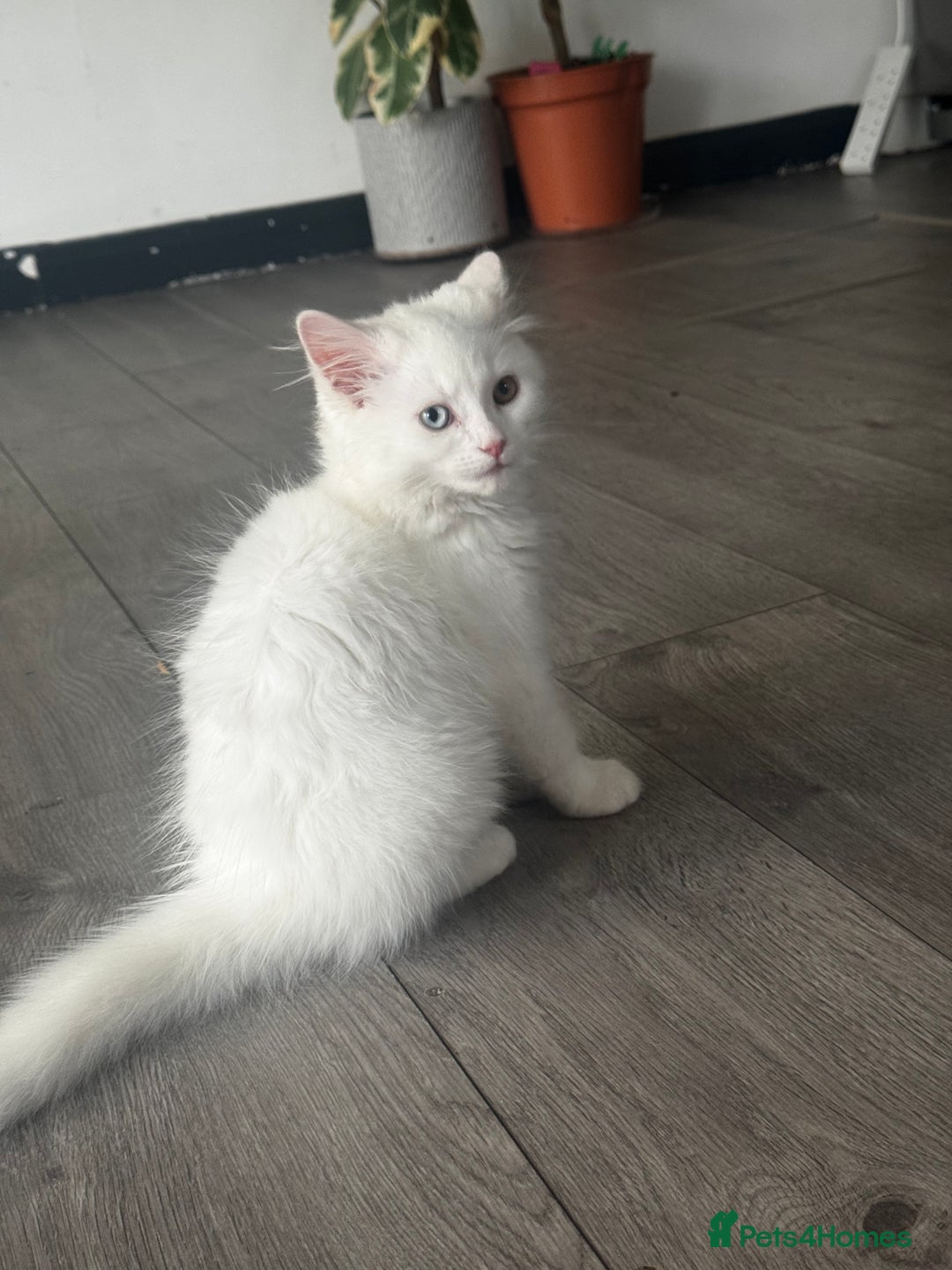British Longhair cats for sale: British - Image 2