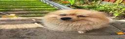 Pomeranian dogs for stud: Benji - Advert 4