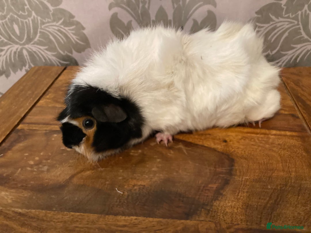 Guinea Pig rodents for sale: FEMALE Guinea pigs  - Advert 4