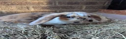 Mixed Breed rabbits for sale: Baby rabbits in Fleet - Advert 10