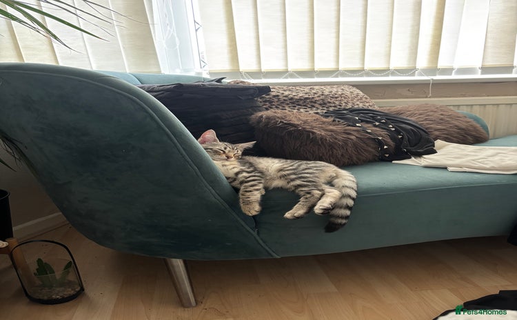 Bengal cats - Advert 1