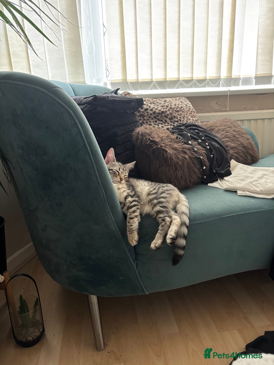 Bengal cats for sale: Half breed Bengal kittens for sale - Image 1