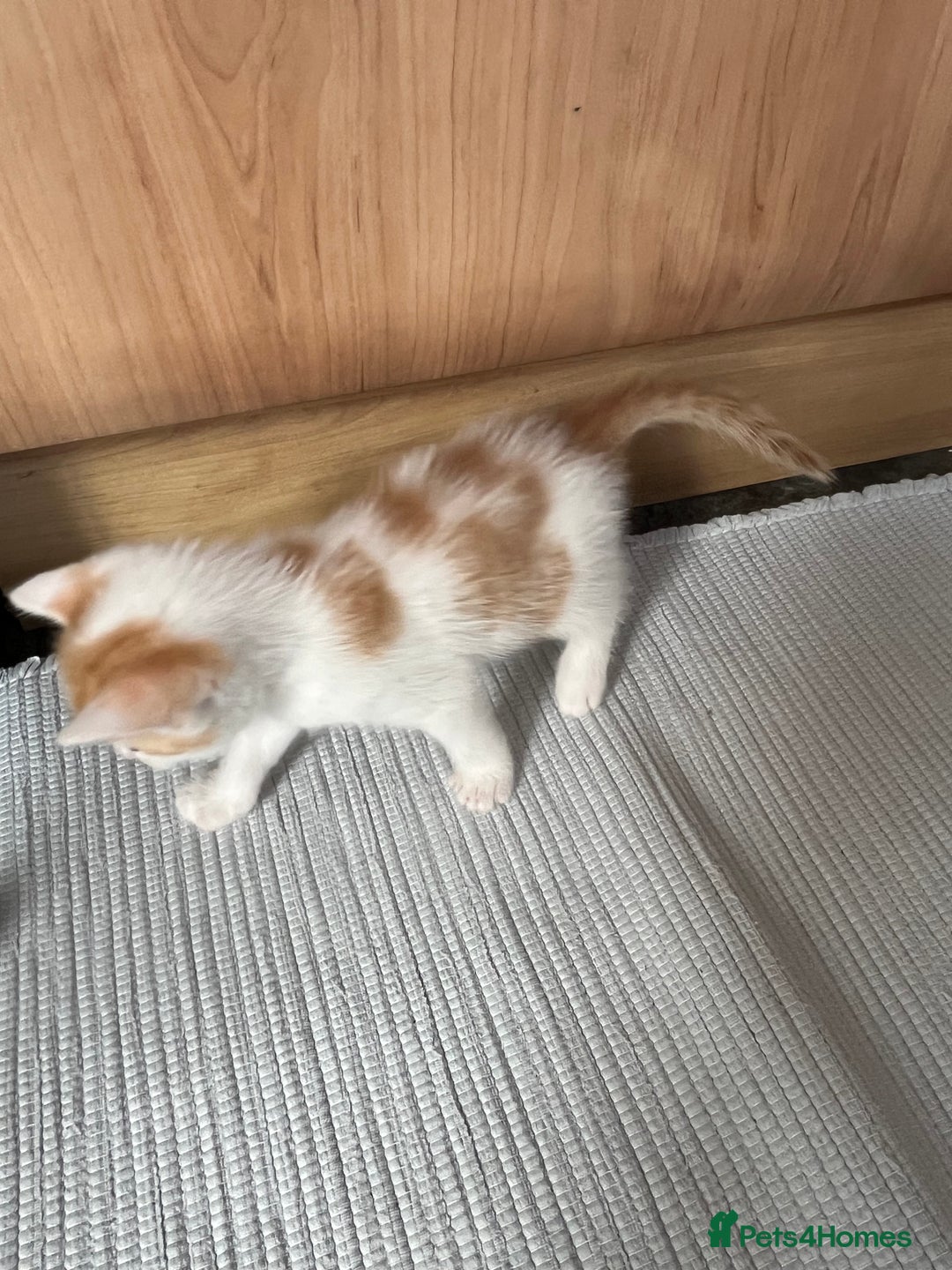British Shorthair cats for sale: Shorthairs Uk Cat  - Image 17