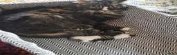Mixed Breed cats for sale: 3 Mainecoon Mix Kittens  - Advert 5